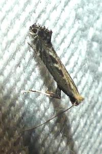 <i>Parornix torquillella</i>