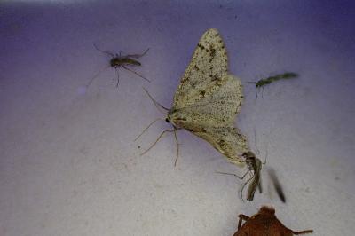 <i>Dyscia fagaria</i>