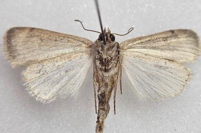 <i>Caradrina clavipalpis</i>