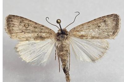 <i>Caradrina clavipalpis</i>