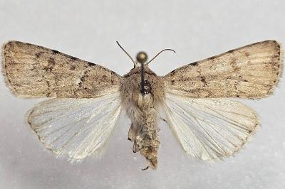 <i>Caradrina clavipalpis</i>