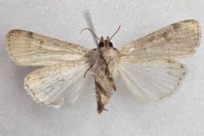 <i>Caradrina clavipalpis</i>
