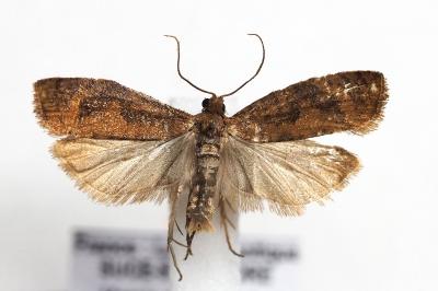 <i>Epinotia caprana</i>
