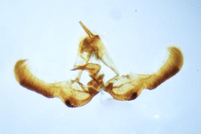 <i>Epinotia caprana</i>
