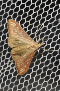 <i>Antigastra catalaunalis</i>