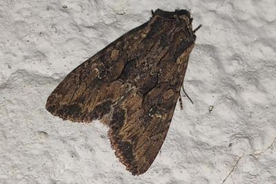 <i>Mniotype solieri</i>