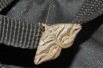 <i>Scotopteryx peribolata</i>