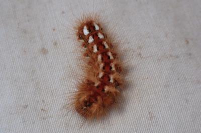 <i>Acronicta rumicis</i>