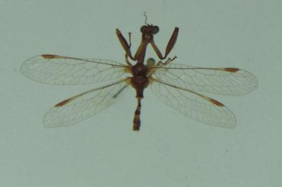 Mantispa styriaca