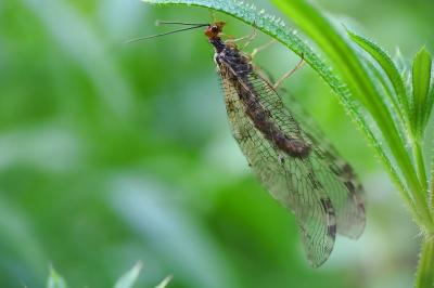 Osmylus fulvicephalus