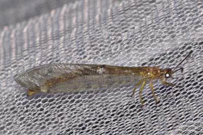 Myrmeleon inconspicuus