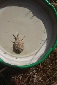 <i>Euroleon nostras</i>