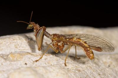 Mantispe commune