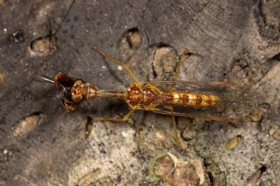 Mantispe commune