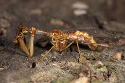 Mantispe commune