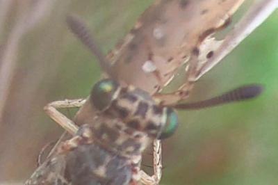 Myrmeleon inconspicuus