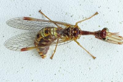 Mantispa styriaca