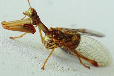 Mantispa styriaca