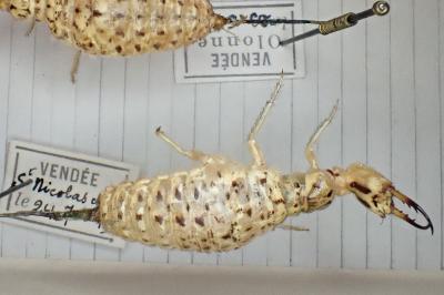 Synclisis baetica
