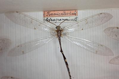 Distoleon tetragrammicus