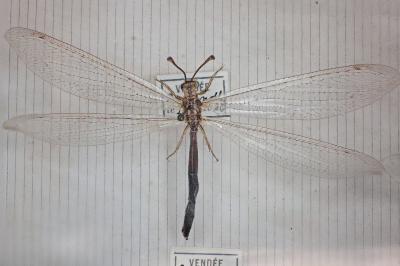 Creoleon lugdunensis