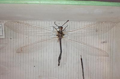 Creoleon lugdunensis