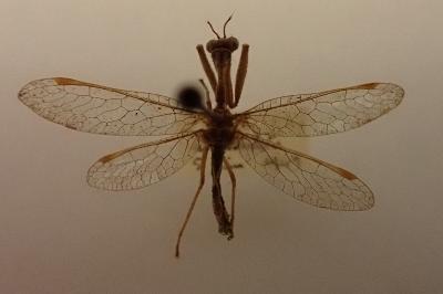 Mantispa styriaca