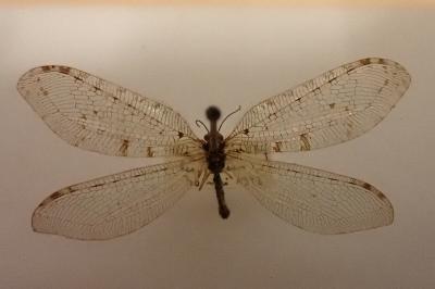 Osmylus fulvicephalus