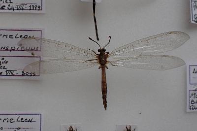 Distoleon tetragrammicus