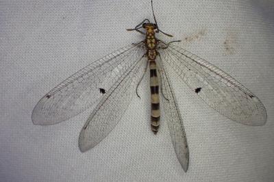 Megistopus flavicornis