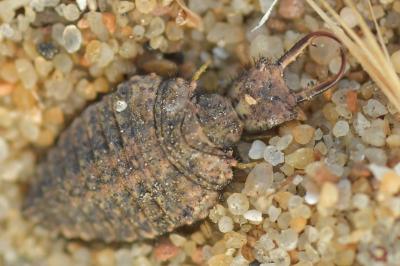 Distoleon tetragrammicus