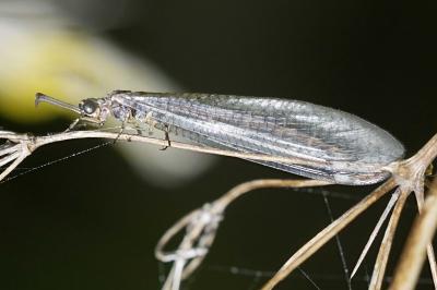 Creoleon lugdunensis