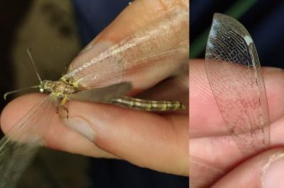Distoleon tetragrammicus