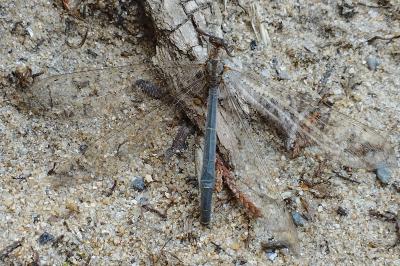 Creoleon lugdunensis