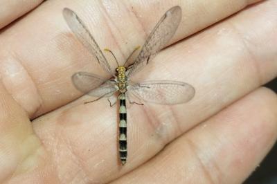 Megistopus flavicornis
