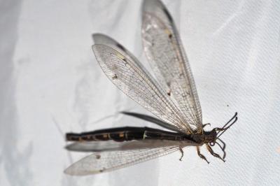 Distoleon tetragrammicus