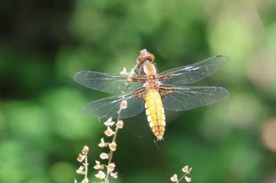 Libellula depressa