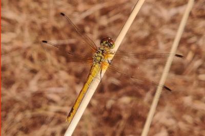Sympetrum sanguineum
