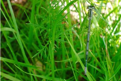 <i>Coenagrion puella</i>