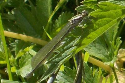 <i>Coenagrion</i>