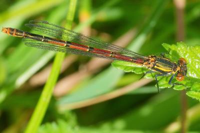 <i>Pyrrhosoma nymphula</i>