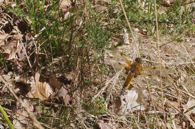 <i>Libellula quadrimaculata</i>