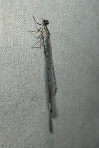 <i>Coenagrion puella</i>