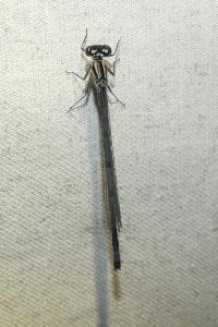 <i>Coenagrion puella</i>