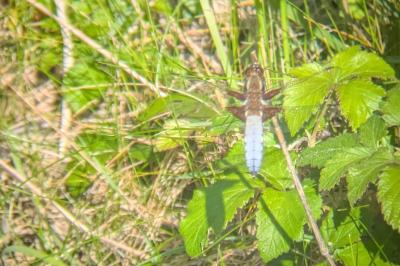 <i>Libellula depressa</i>