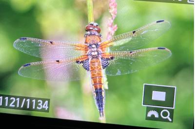 <i>Libellula quadrimaculata</i>
