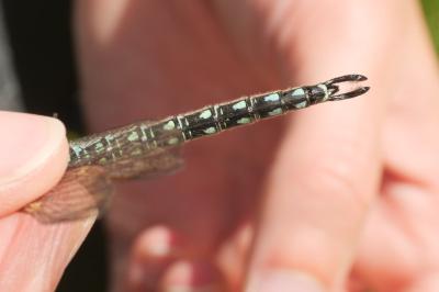 <i>Brachytron pratense</i>