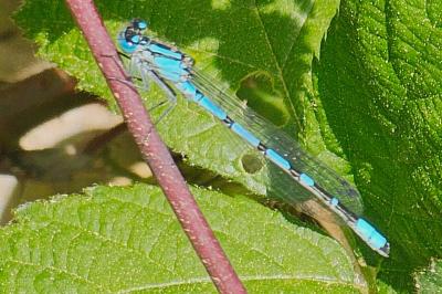 <i>Enallagma cyathigerum</i>