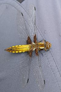 <i>Libellula depressa</i>