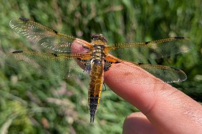<i>Libellula quadrimaculata</i>